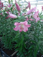 [4163 Tabledance Mak No301.JPG]